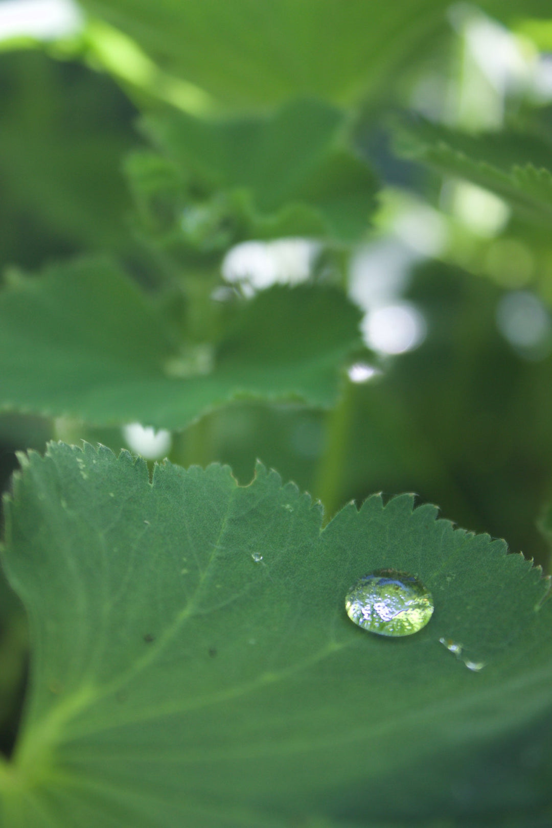 Uterine Tonic Spagyric Formula (wholesale dosage bottle)