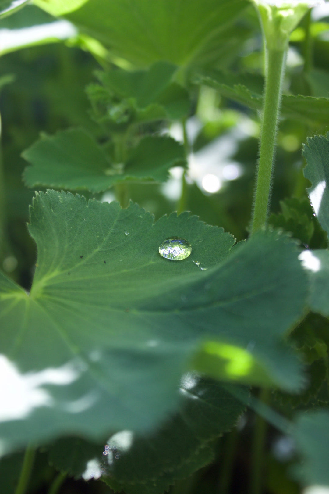 Lady’s Mantle (Alchemilla vulgaris) Spagyric Tincture (wholesale dosage bottle)