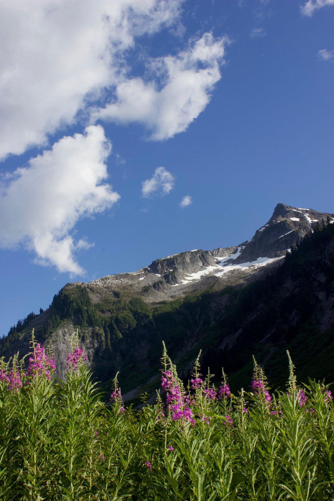 Fireweed (Epilobium angustifolium) Spagyric Essence (wholesale dosage bottle)