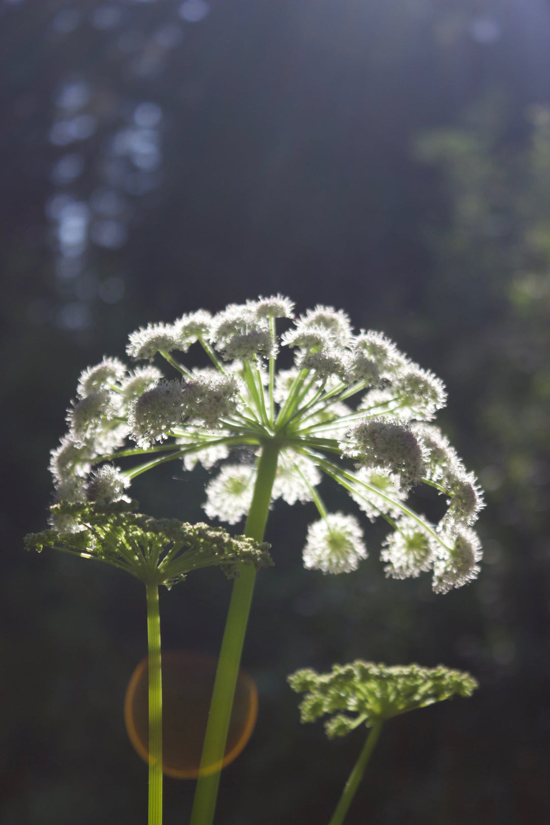 Angelica (Angelica archangelica) Spagyric Tincture (wholesale dosage bottle)
