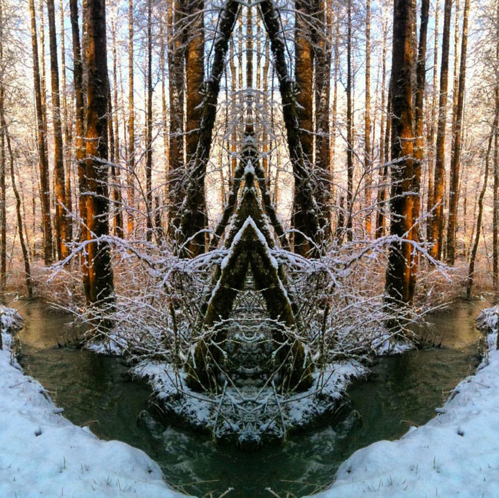 Balsam Poplar (Populus trichocarpa) Spagyric Tincture (wholesale dosage bottle)