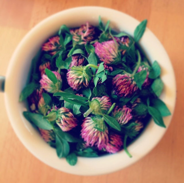 Red Clover (Trifolium pratense) Spagyric Tincture (wholesale dosage bottle)