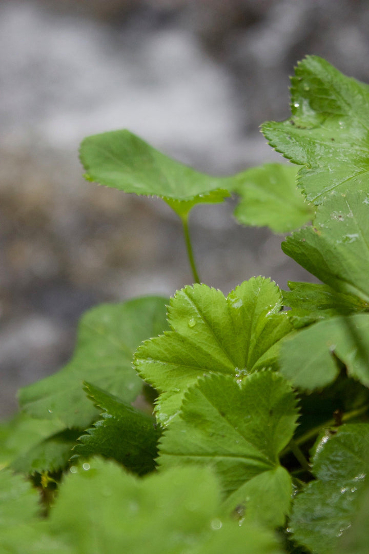 Lady’s Mantle (Alchemilla vulgaris) Spagyric Essence (wholesale dosage bottle)