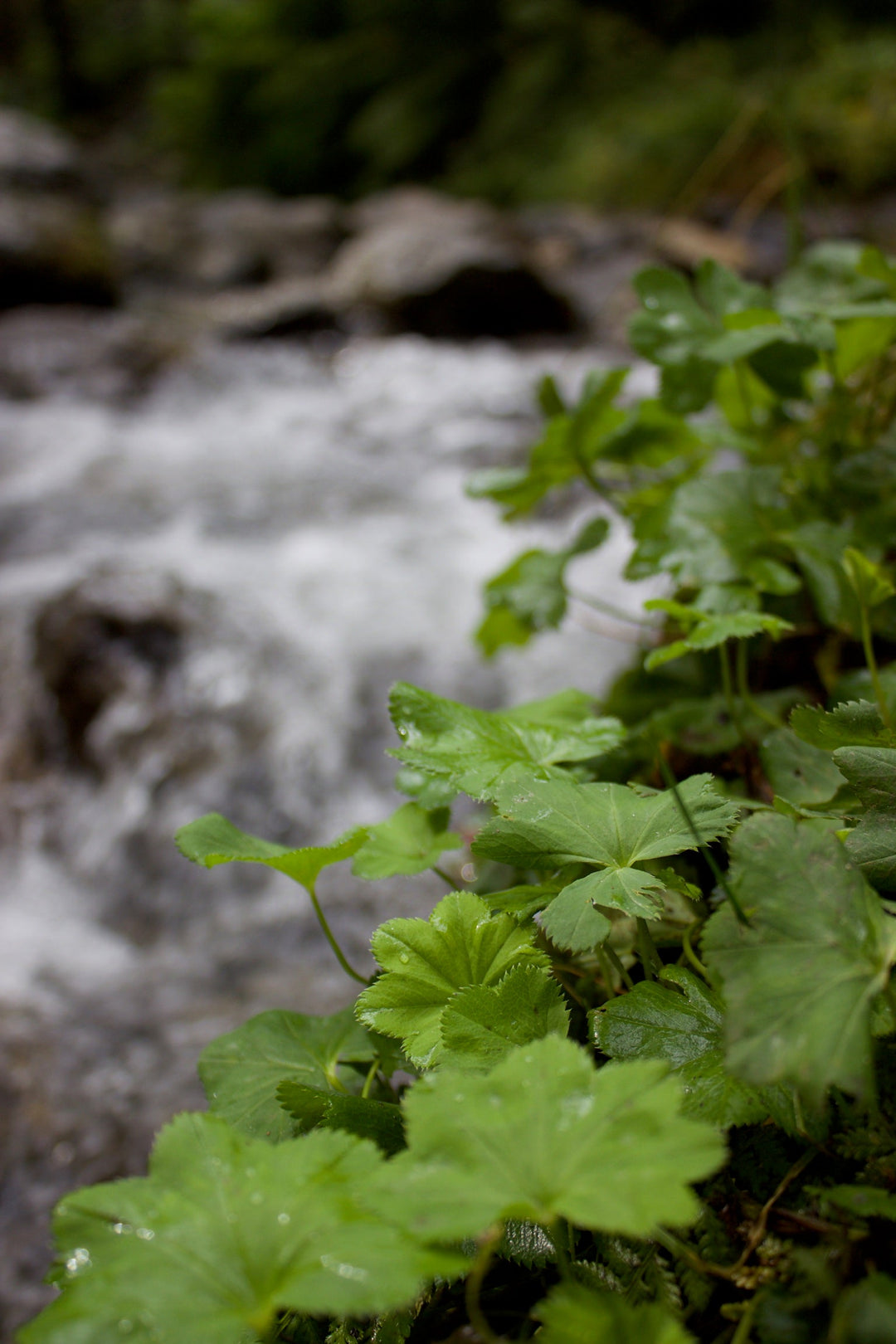 Lady’s Mantle (Alchemilla vulgaris) Spagyric Essence (wholesale dosage bottle)