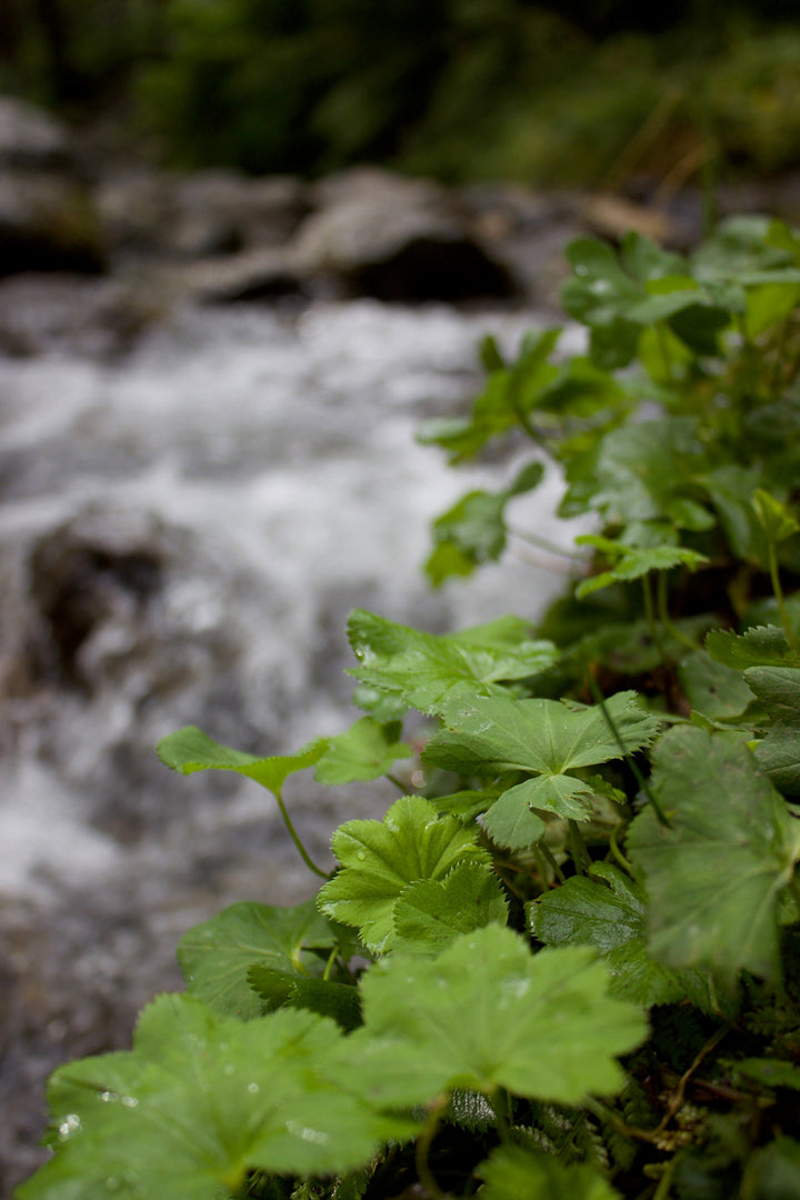 Lady’s Mantle (Alchemilla vulgaris) Spagyric Essence (wholesale dosage bottle)