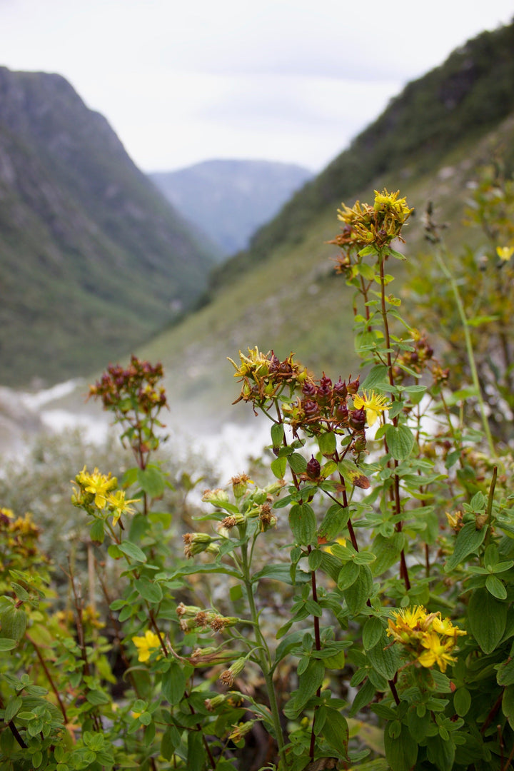 St. John's Wort (Hypericum perforatum) Spagyric Essence (wholesale dosage bottle)
