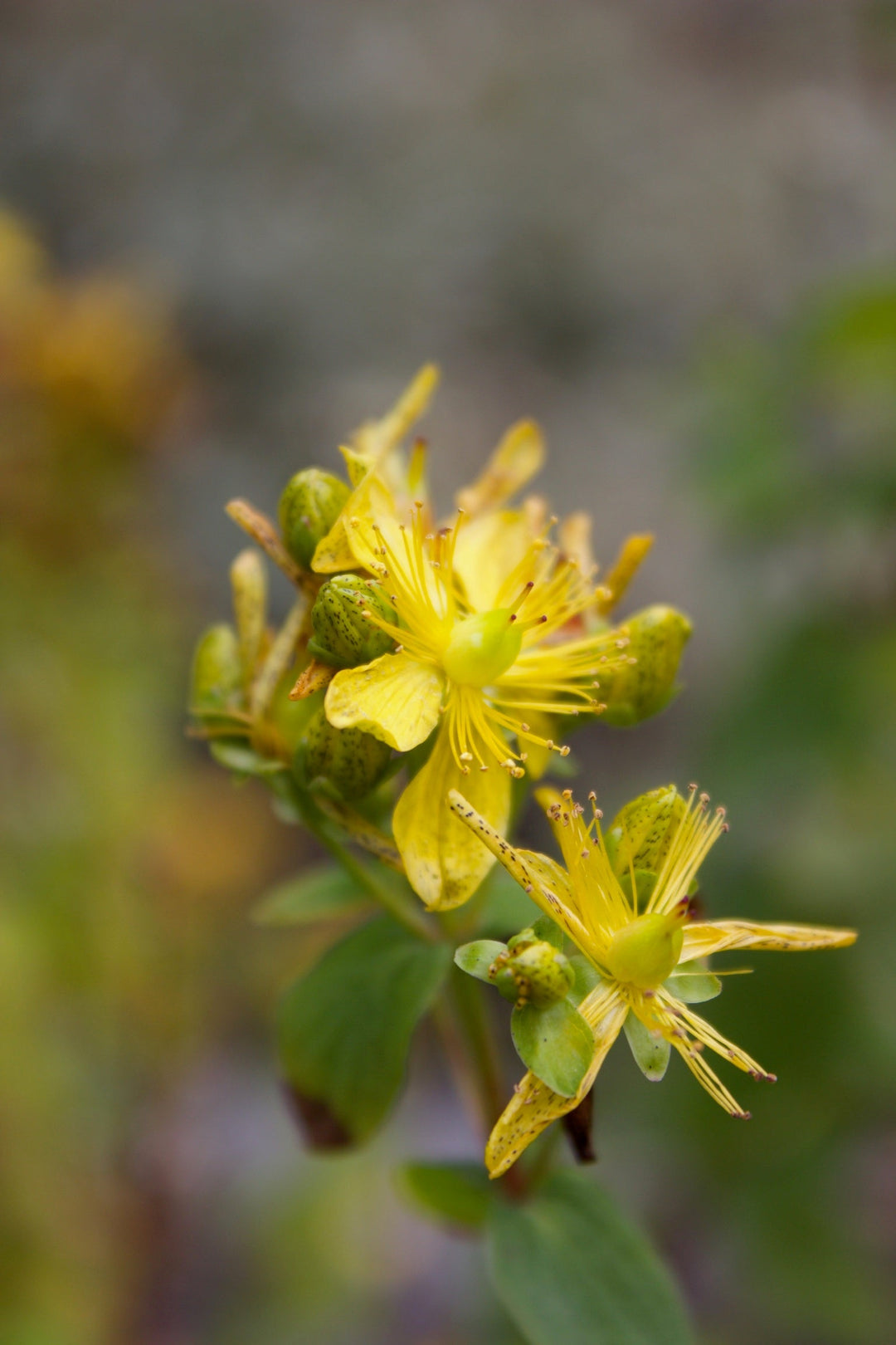 St. John's Wort (Hypericum perforatum) Spagyric Essence (wholesale dosage bottle)