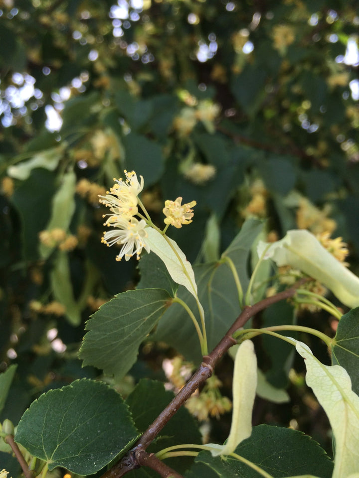 Linden (Tilia europea) Spagyric Tincture (wholesale)