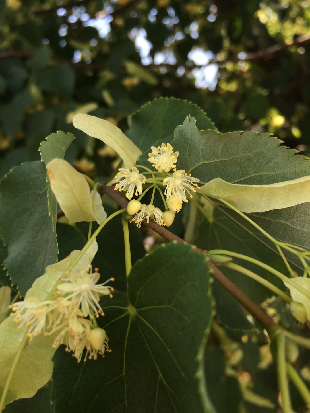 Linden (Tilia europea) Spagyric Tincture (wholesale)