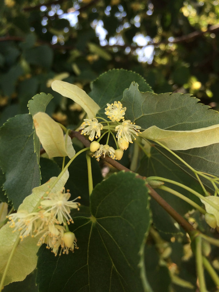 Linden (Tilia europea) Spagyric Tincture (wholesale)