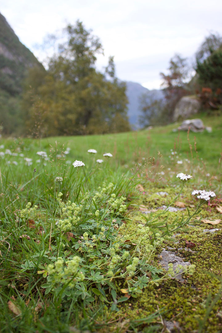 Yarrow (Achillea millefolium) Spagyric Tincture (wholesale dosage bottle)