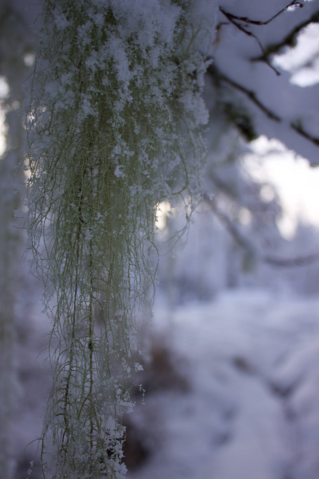 Usnea (Usnea spp.) Spagyric Tincture (wholesale dosage bottle)