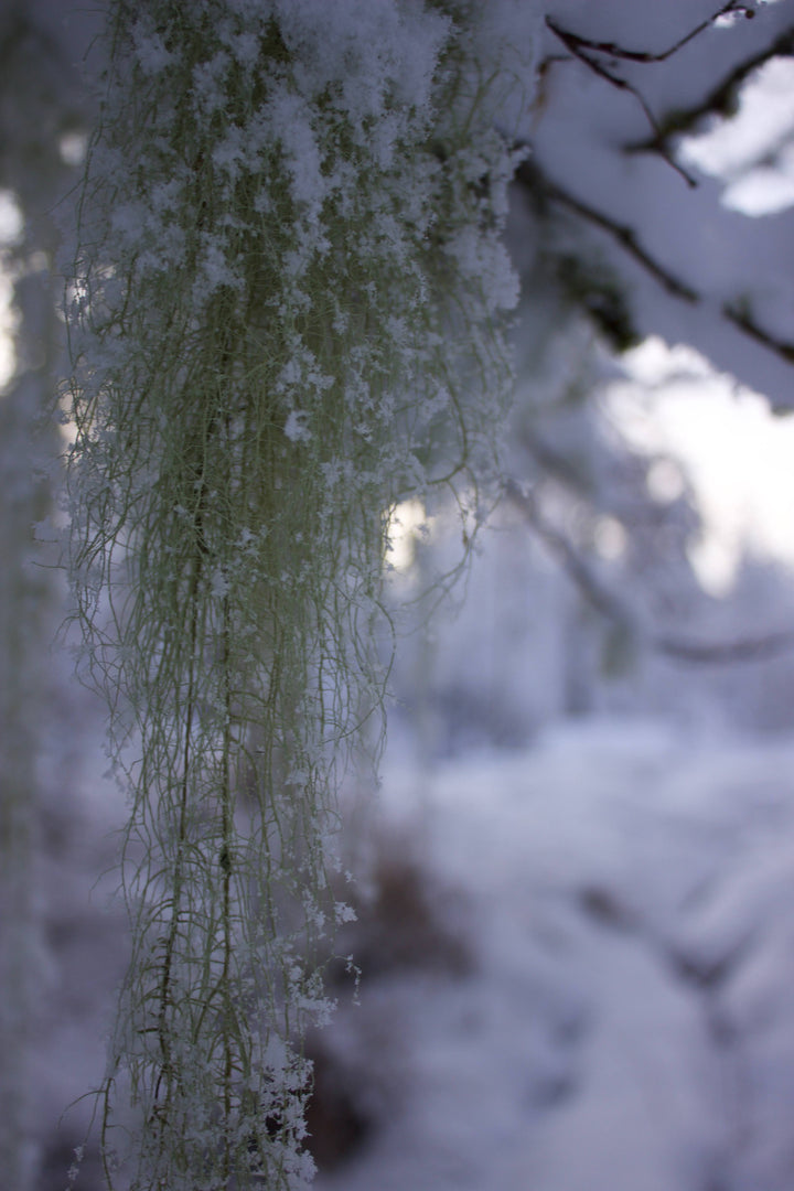 Usnea (Usnea spp.) Spagyric Tincture (wholesale dosage bottle)