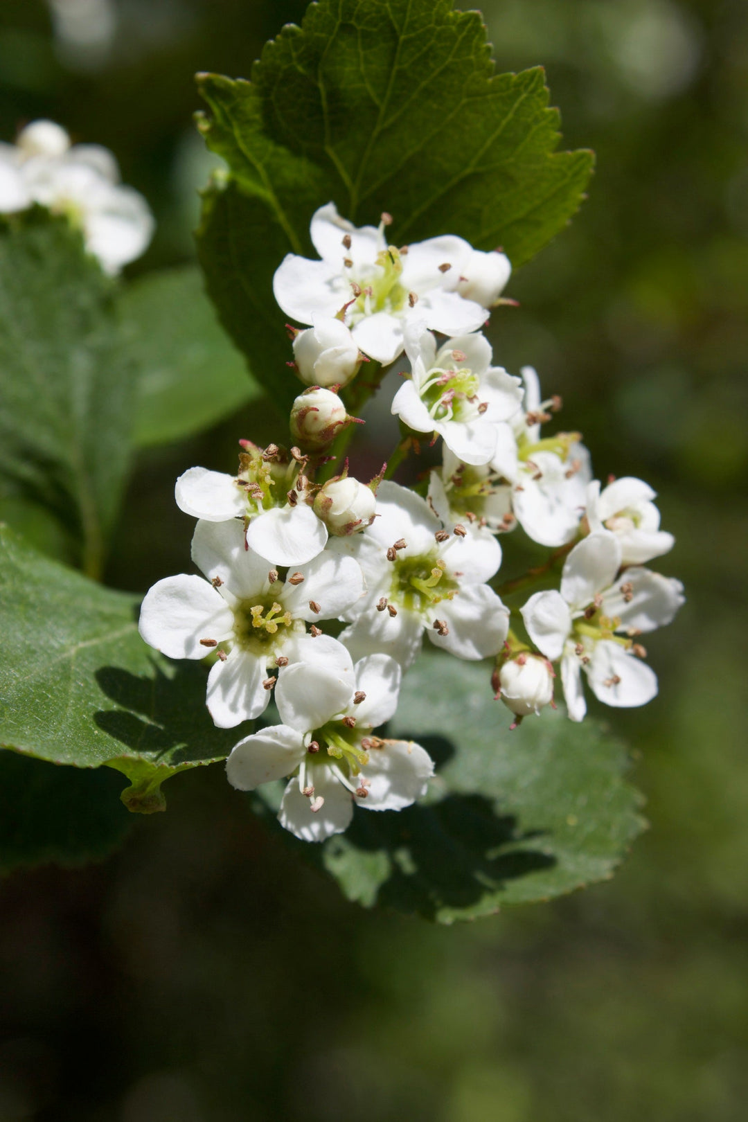 Hawthorn Flower (Crataegus monogyna) Spagyric Tincture (wholesale dosage bottle)