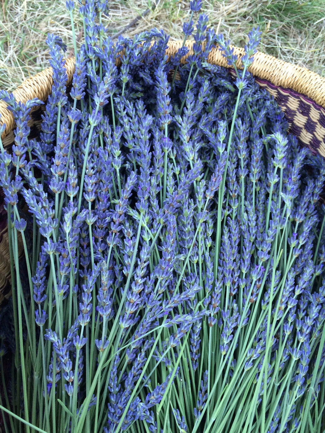 Lavender (Lavandula angustifolia) Spagyric Tincture (wholesale dosage bottle)