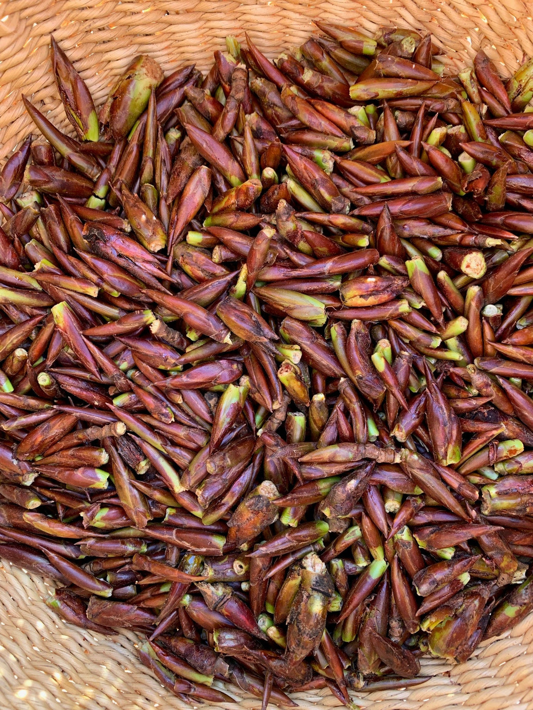 Balsam Poplar (Populus trichocarpa) Spagyric Tincture (wholesale dosage bottle)