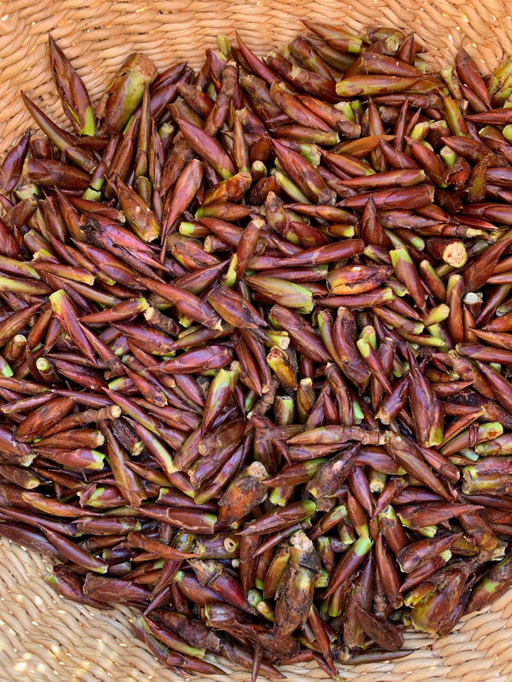 Balsam Poplar (Populus trichocarpa) Spagyric Tincture (wholesale dosage bottle)