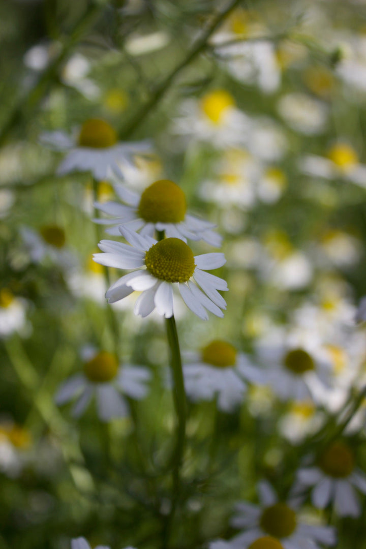 Chamomile (Matricaria recutita) Spagyric Essence (wholesale dosage bottle)