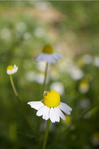 Gut Soothe Spagyric Formula (wholesale dosage bottle)