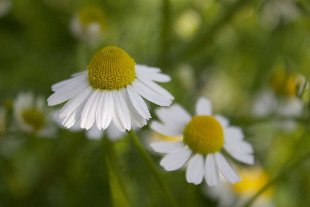 Chamomile (Matricaria recutita) Spagyric Tincture (wholesale dosage bottle)