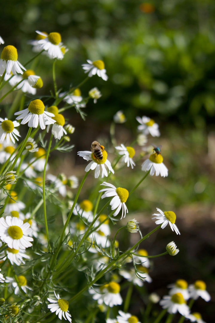 Chamomile (Matricaria recutita) Spagyric Tincture (wholesale dosage bottle)