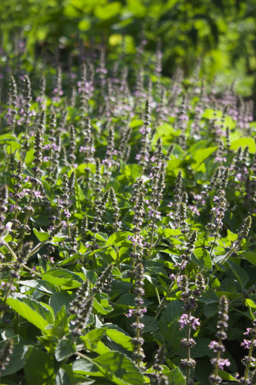 Adaptation Spagyric Formula (wholesale)