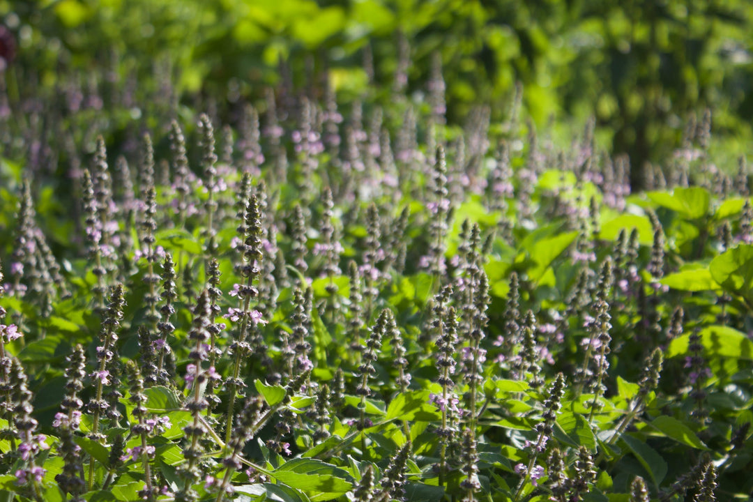 Holy Basil (Ociumum sanctum) Spagyric Essence (wholesale dosage bottle)