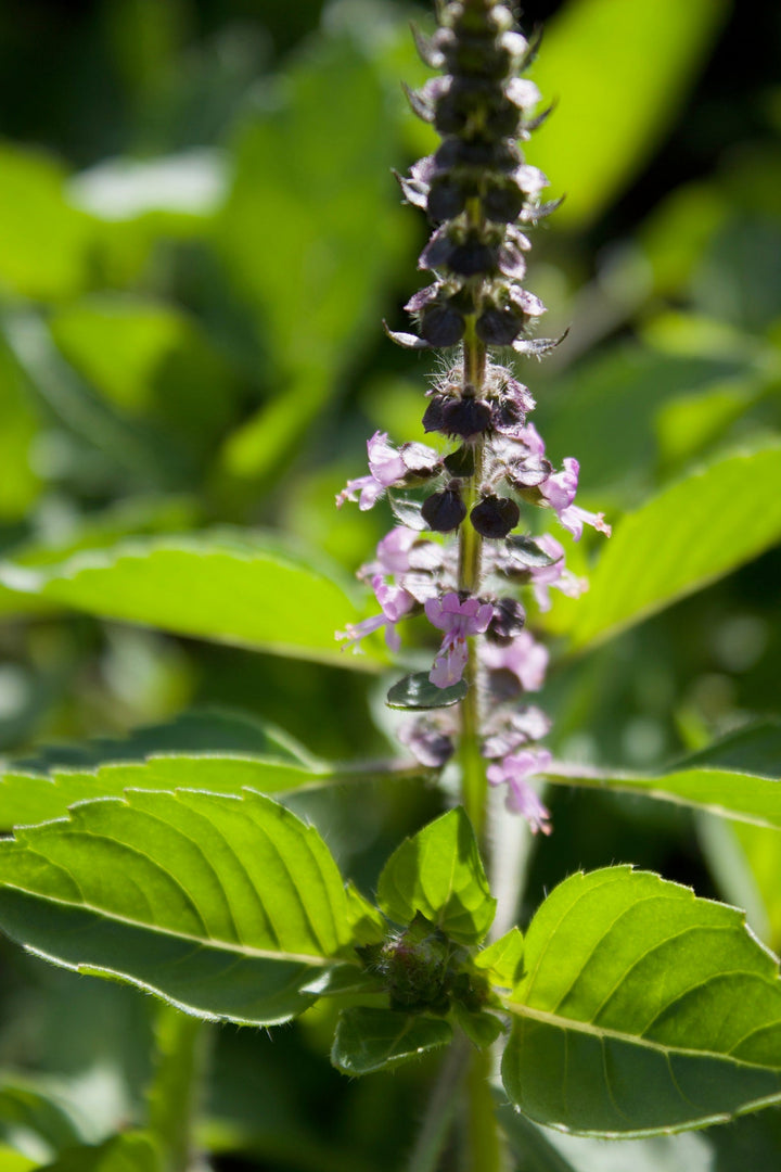 Holy Basil (Ocimum sanctum) Spagyric Tincture (wholesale dosage bottle)