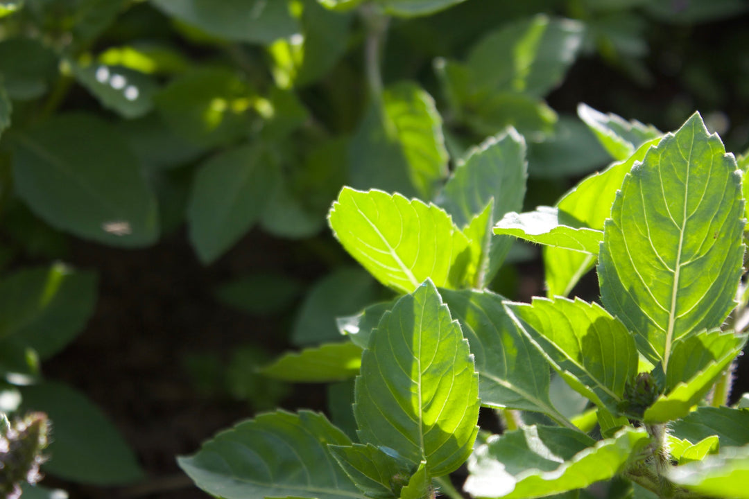 Holy Basil (Ocimum sanctum) Spagyric Tincture (wholesale dosage bottle)