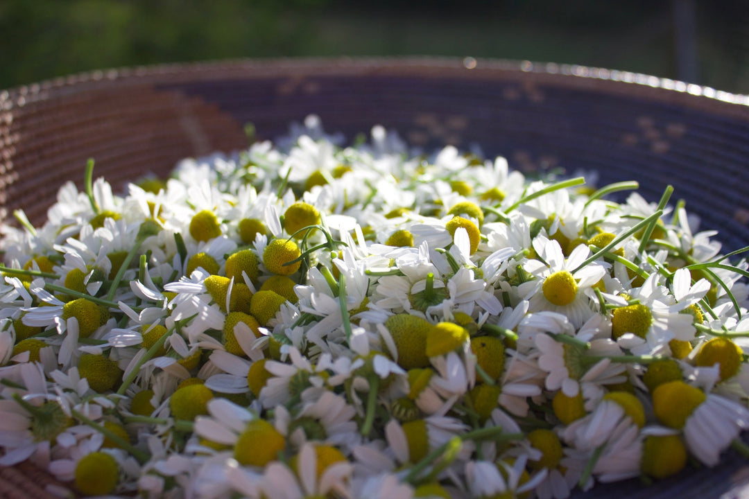 Chamomile (Matricaria recutita) Spagyric Essence (wholesale dosage bottle)