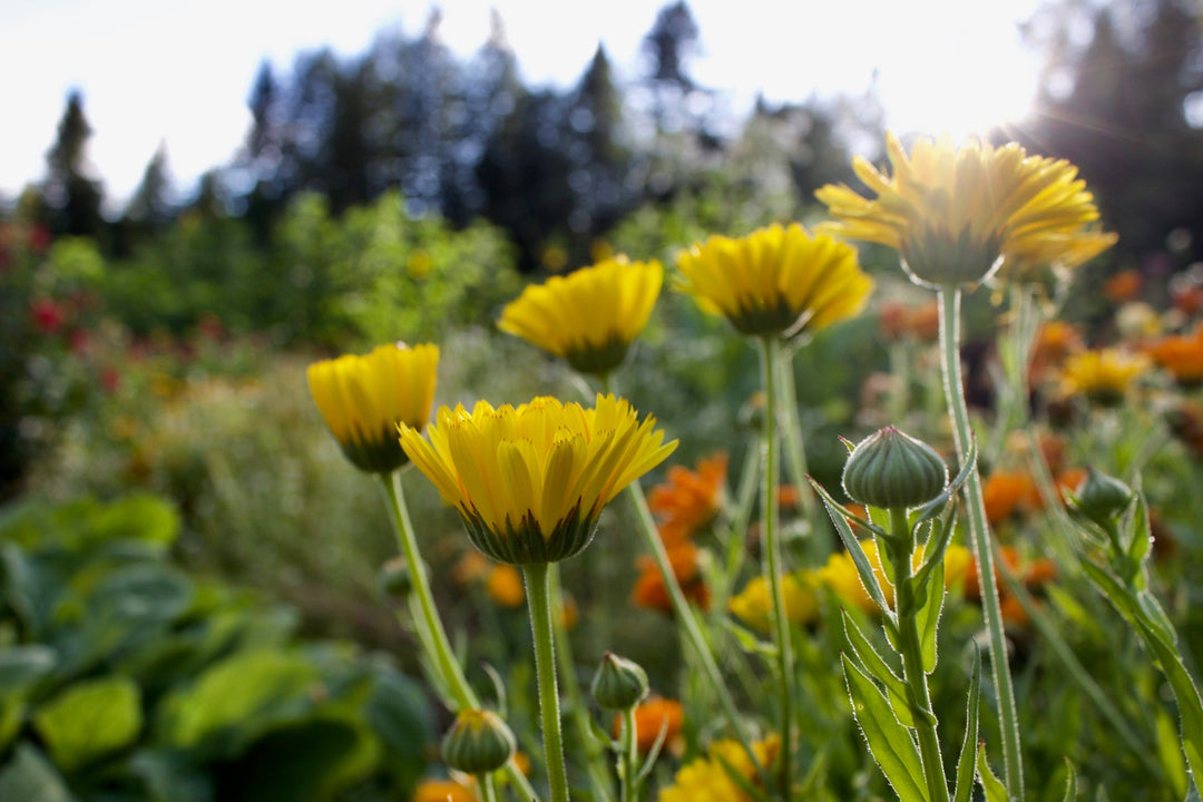 Calendula (Calendula officinalis) Spagyric Tincture (wholesale dosage bottle)