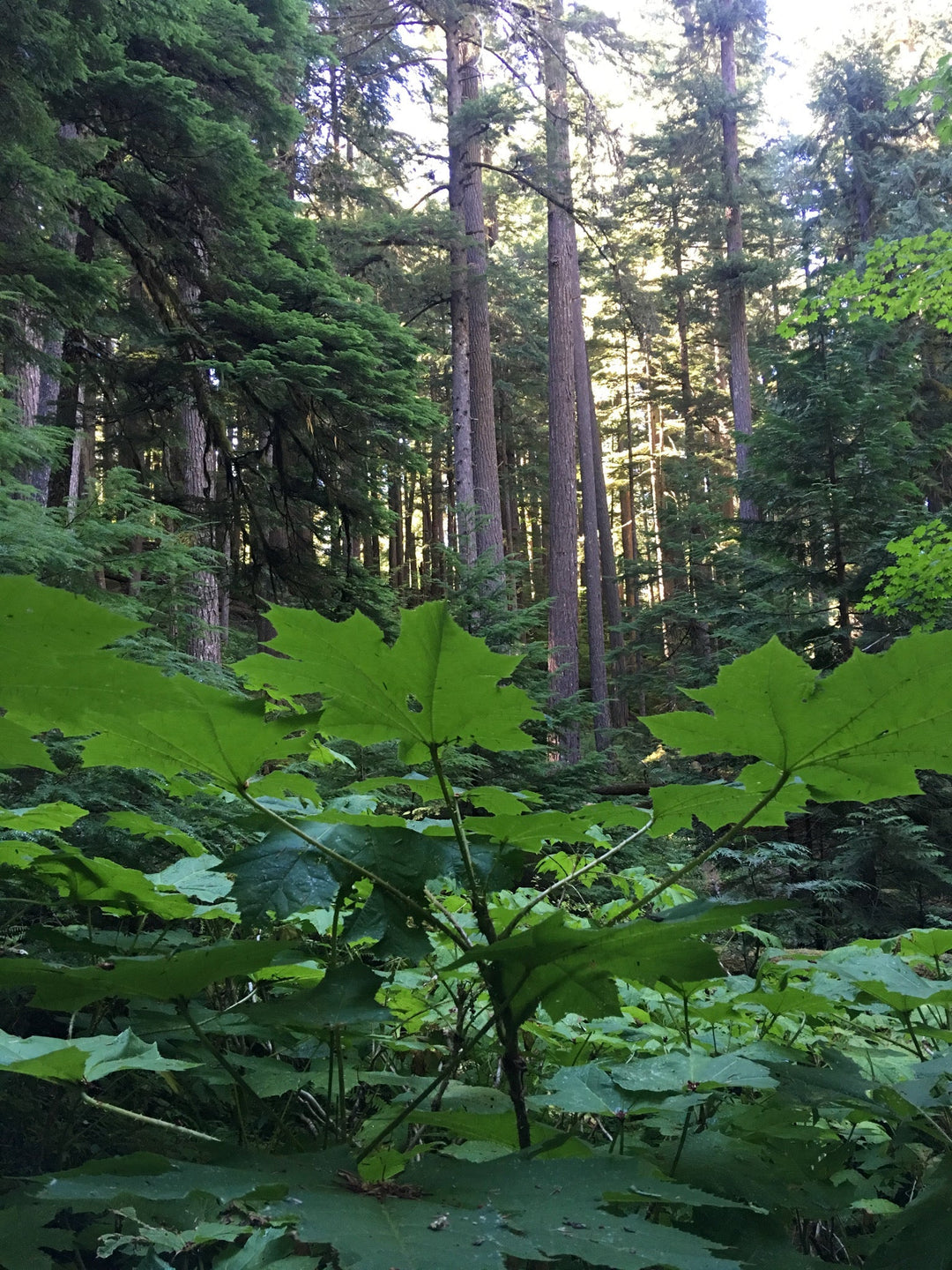 Devil’s Club (Oplopanax horridus) Spagyric Tincture (wholesale dosage bottle)