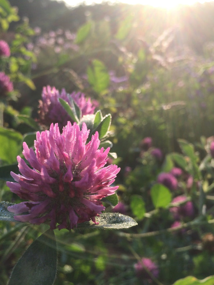 Alterative Compound Spagyric Formula (wholesale dosage bottle)