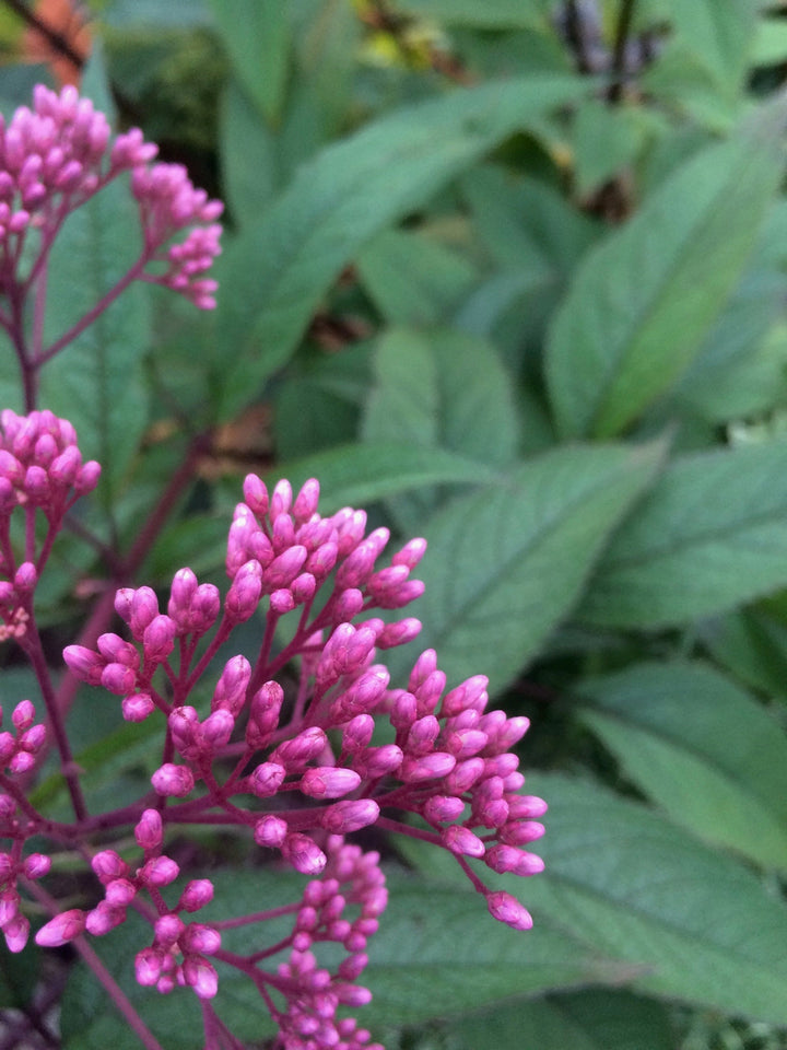 Gravelroot (Eupatorium purpureum) Spagyric Tincture (wholesale dosage bottle)