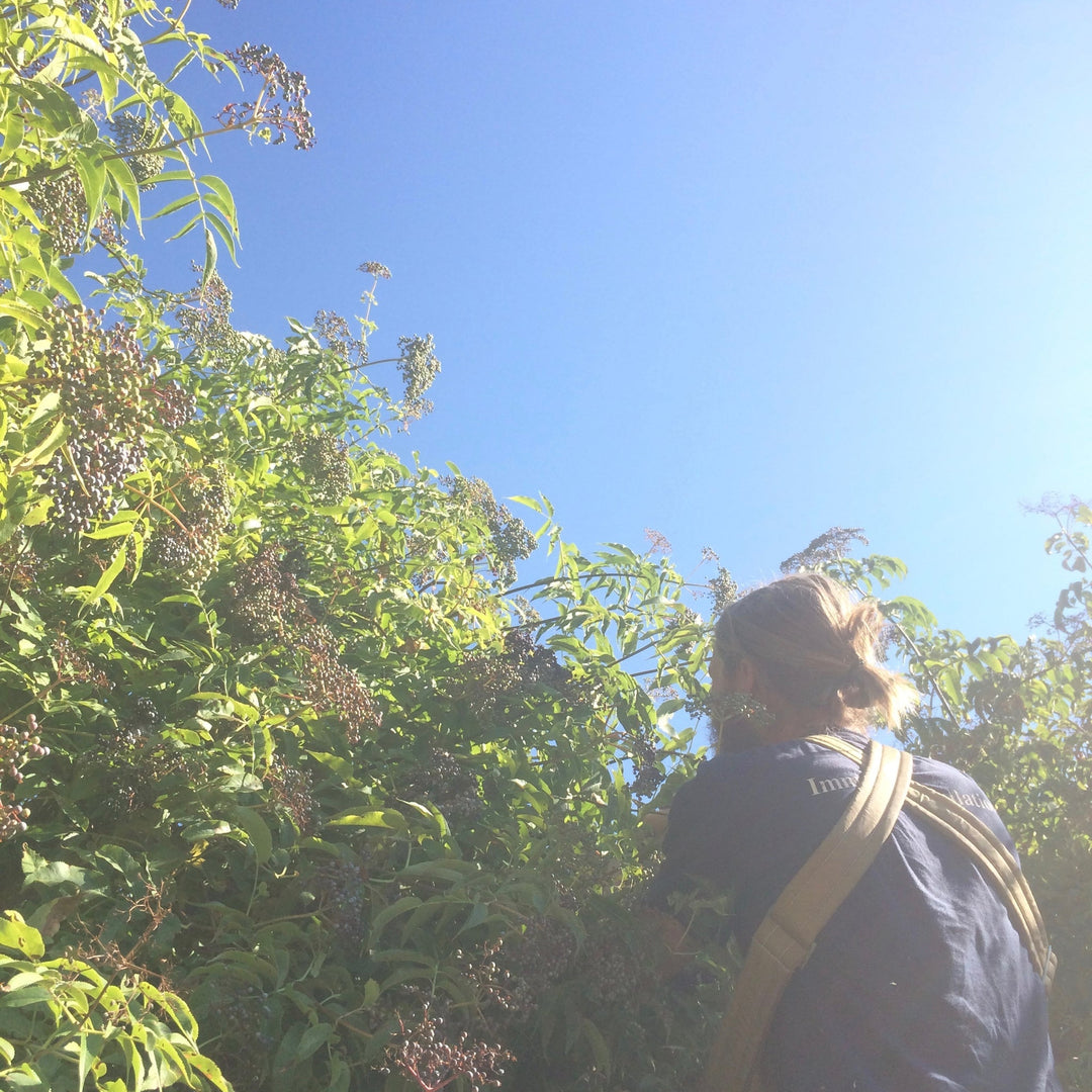 Elder Berry (Sambucus cerulea) Spagyric Tincture (wholesale dosage bottle)