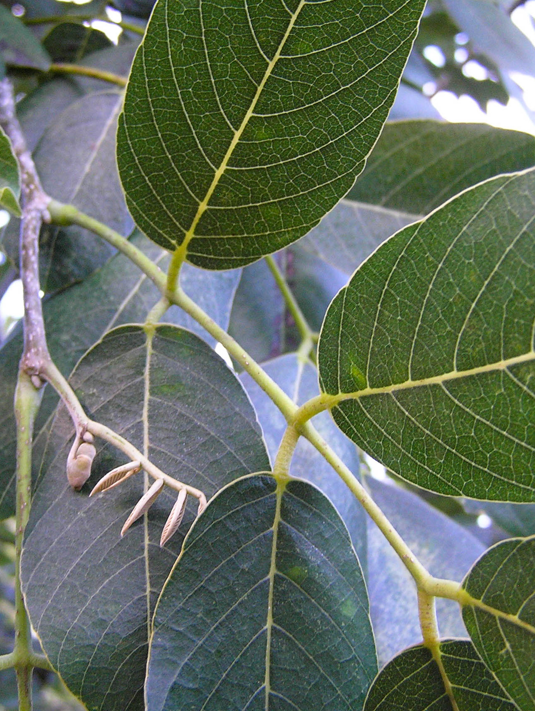 Jamaican Dogwood (Piscidia erythrina) Spagyric Tincture (wholesale dosage bottle)