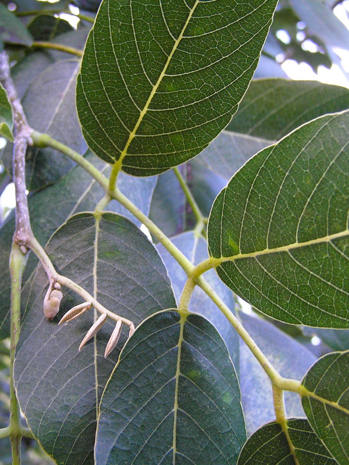 Jamaican Dogwood (Piscidia erythrina) Spagyric Tincture (wholesale dosage bottle)