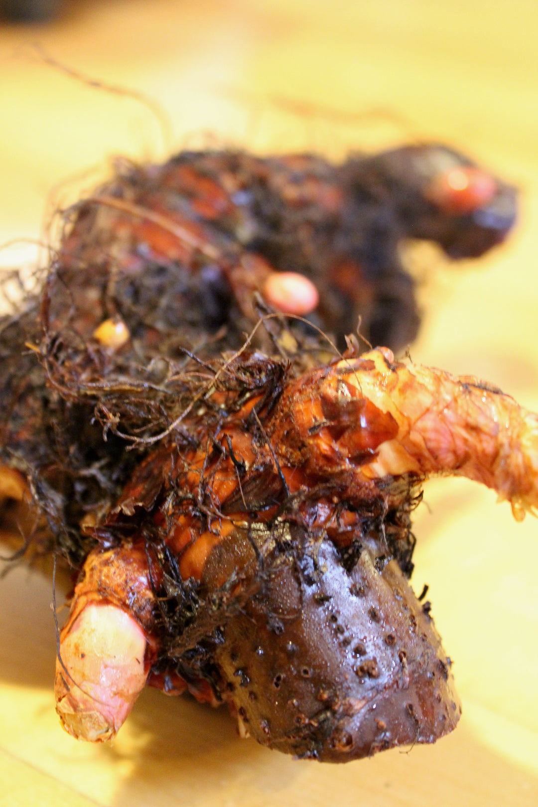 Japanese Knotweed (Polygonum cuspidatum) Spagyric Tincture (wholesale dosage bottle)