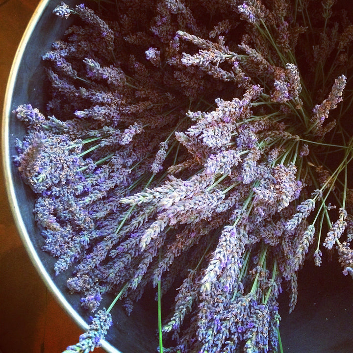 Lavender (Lavandula angustifolia) Spagyric Essence (wholesale dosage bottle)