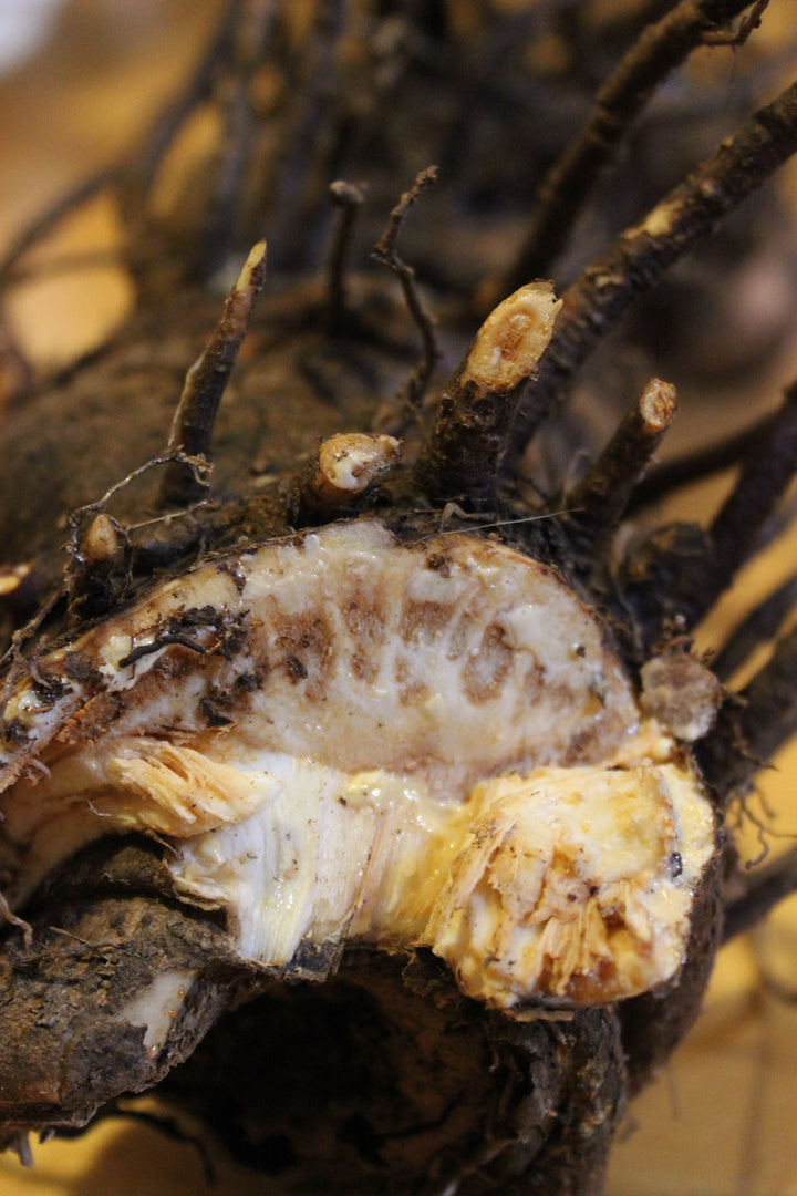 Lomatium (Lomatium dissectum) Spagyric Tincture (wholesale dosage bottle)