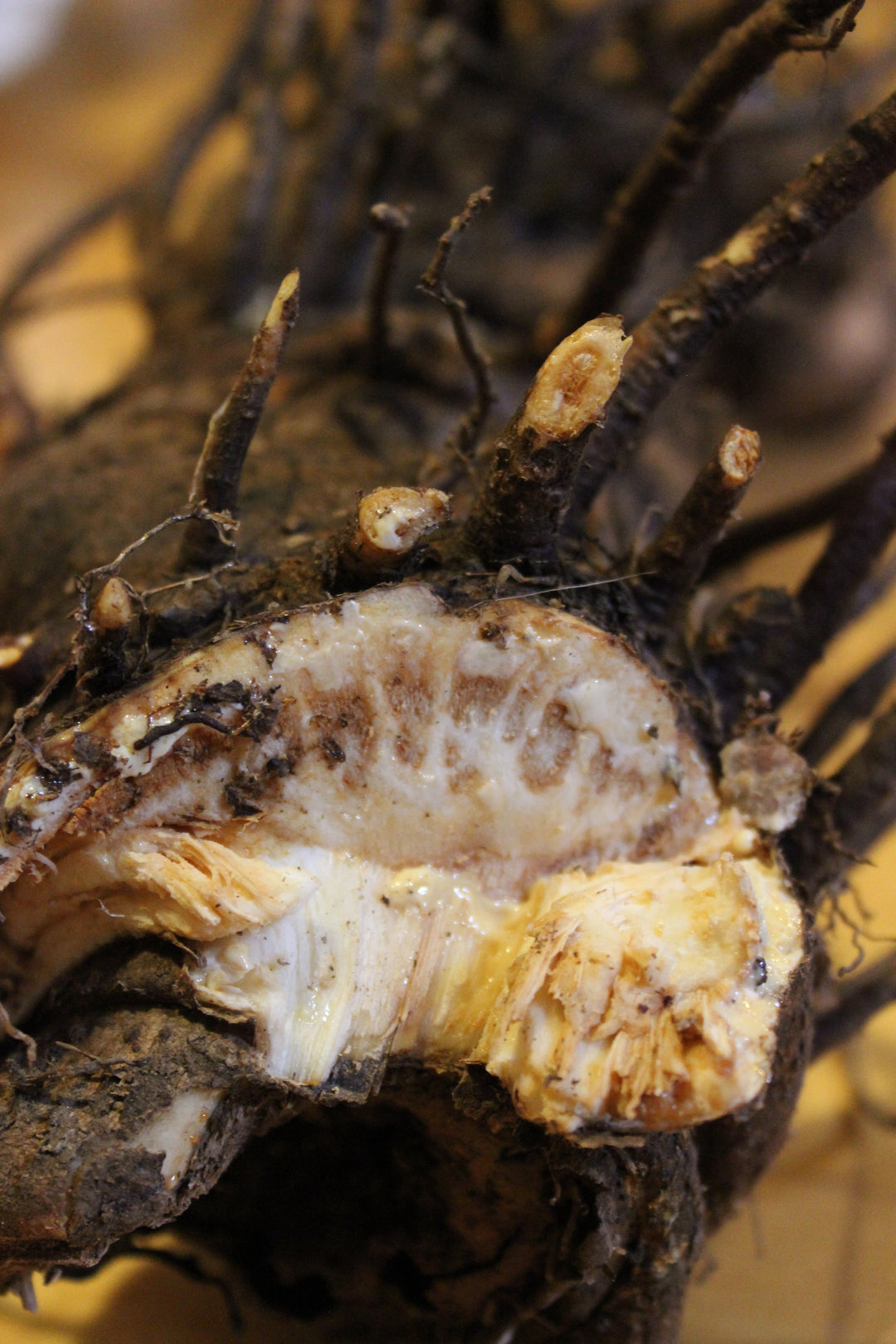 Lomatium (Lomatium dissectum) Spagyric Essence (wholesale dosage bottle)