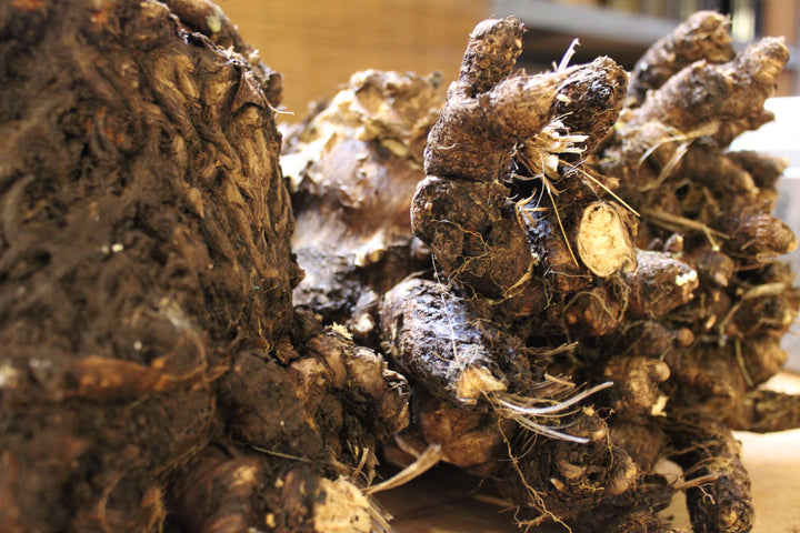 Lomatium (Lomatium dissectum) Spagyric Tincture (wholesale dosage bottle)