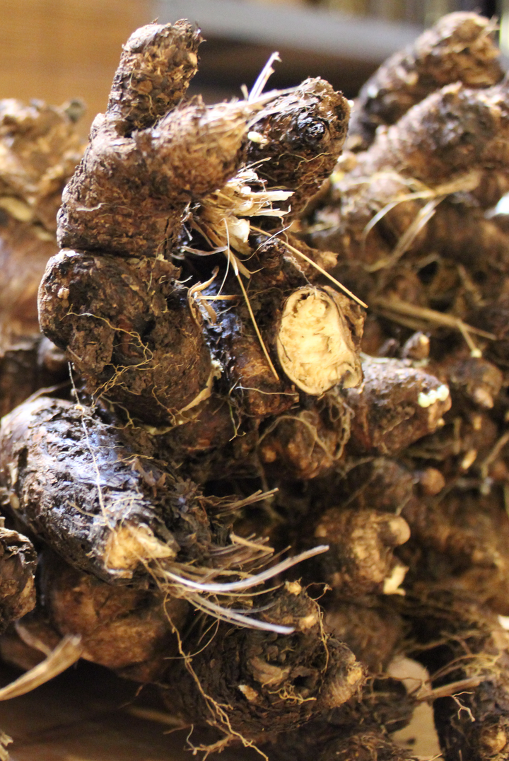 Rainforest Lungs Spagyric Formula (wholesale dosage bottle)