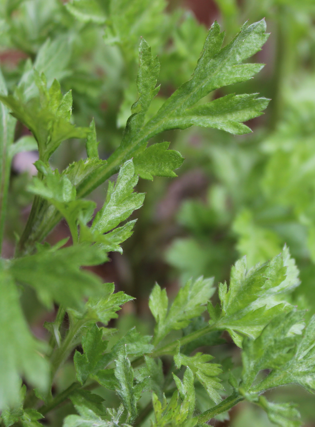 Uterine Tonic Spagyric Formula (wholesale dosage bottle)