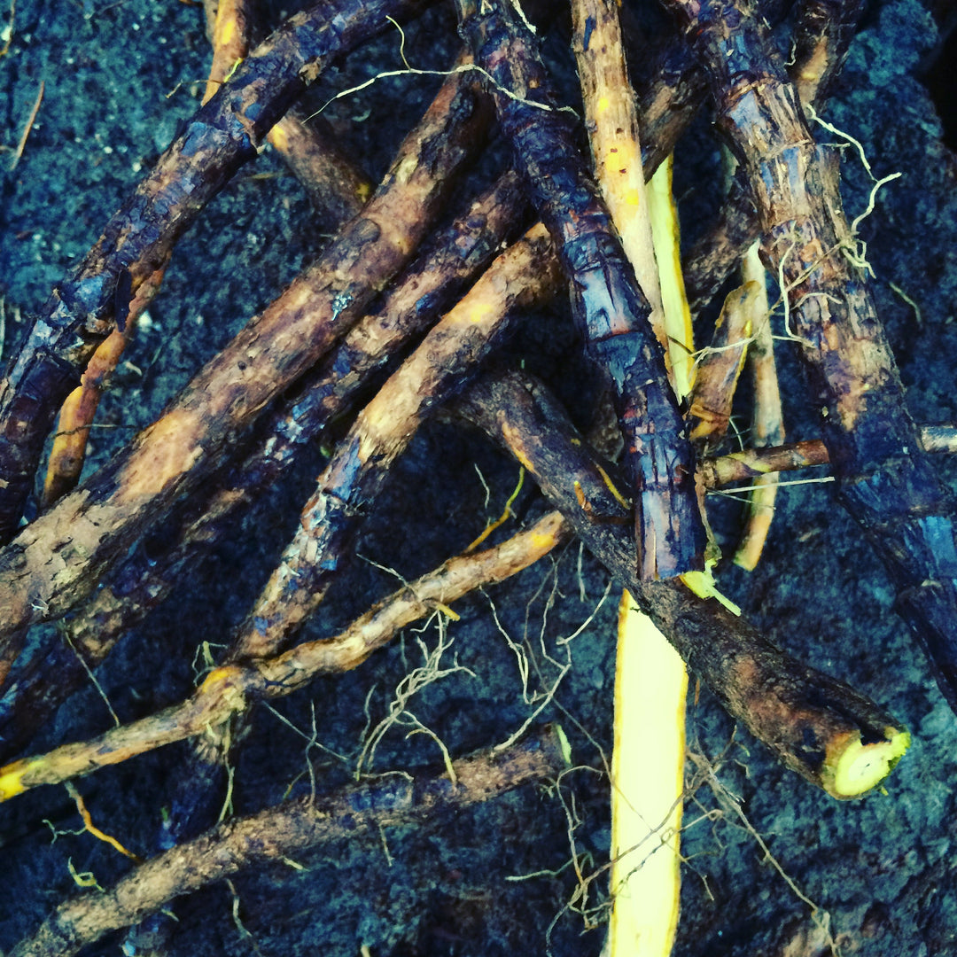 Alterative Compound Spagyric Formula (wholesale dosage bottle)