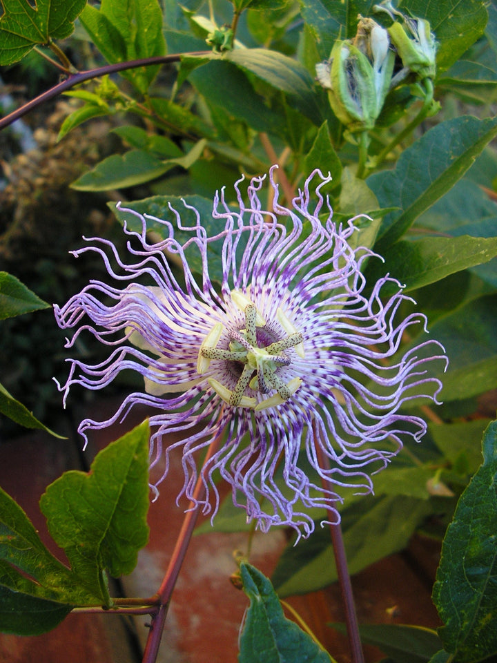 Passionflower (Passiflora incarnata) Spagyric Essence (wholesale dosage bottle)