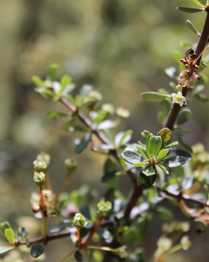 Lymphagogue Spagyric Formula (wholesale dosage bottle)