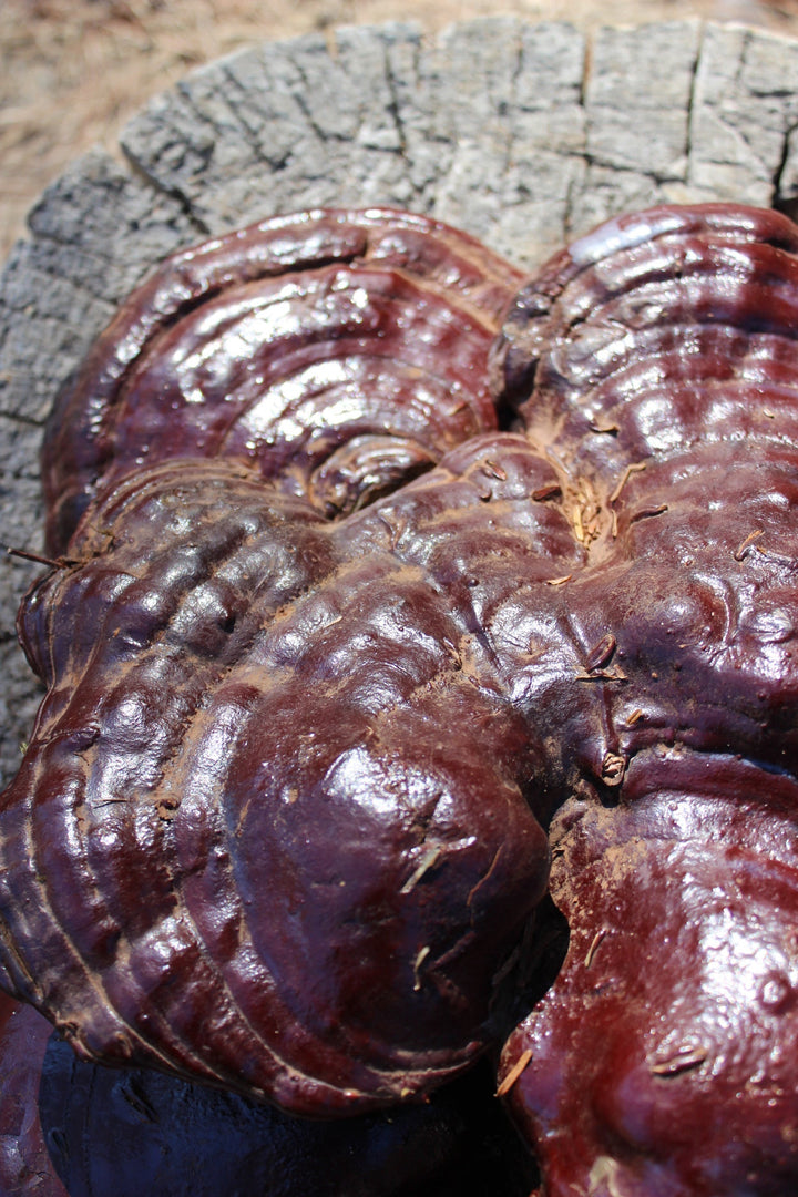 Immune Restore Spagyric Formula (wholesale dosage bottle)