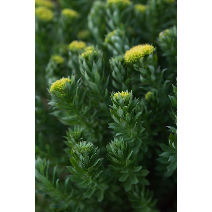 Rhodioloa (Rhodiola rosea) Spagyric Tincture (wholesale dosage bottle)