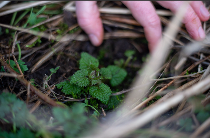 Nettle Leaf (Urtica dioica) Spagyric Tincture (wholesale dosage bottle)
